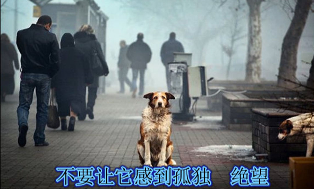 金山金山爱影圈微博微信转发案例